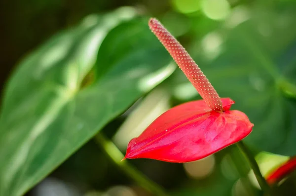Anthurium flower exotic red arum with pink bud on a green blurred background of leaves in a nursery