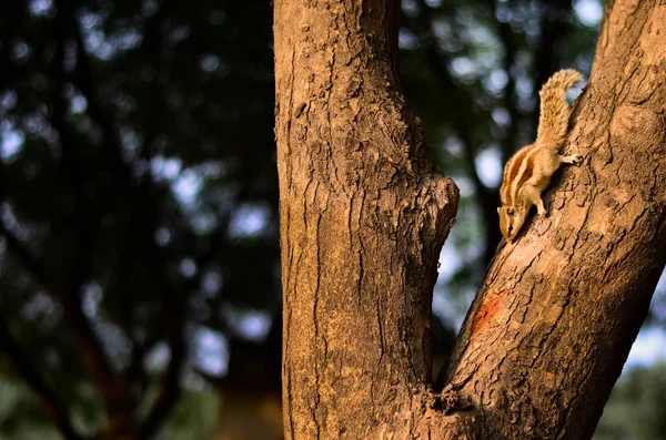 Curiosa Ardilla Asomándose Desde Árbol Parque Delhi India — Foto de Stock