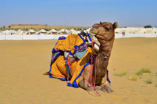 Camel with decorated clothes sitting, lazying, chewing food while waiting for the tourists in a Sam Sand Dunes, Thar Desert, Jaisalmer, Rajasthan, India