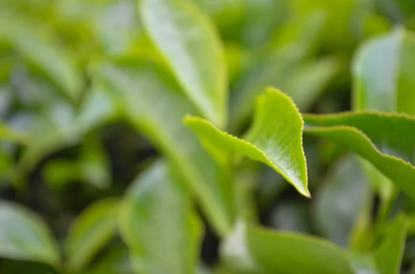 Close up macros of green tea leaves in Munnar\'s tea estate, Kerala. Munnar is a hill station and former resort for the British Raj elite, surrounded by rolling hills dotted with tea plantations.