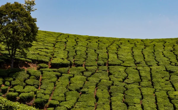 Tea plantation in Munnar, India. Munnar is a hill station and former resort for the British Raj elite, surrounded by rolling hills dotted with tea plantations established in the late 19th century.