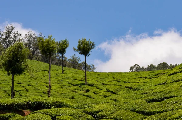 Tuinen Van Weelderige Groene Thee Munnar Tegen Wolken Een Blauwe — Stockfoto