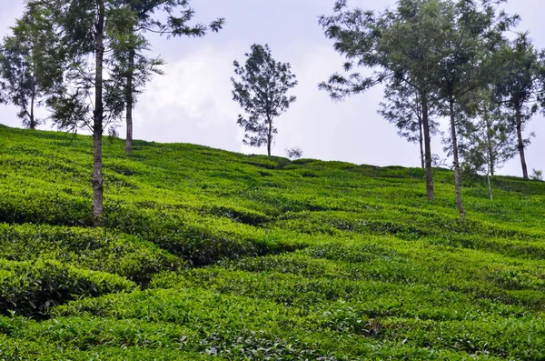 Tea plantation in Munnar, India. Munnar is a hill station and former resort for the British Raj elite, surrounded by rolling hills dotted with tea plantations established in the late 19th century.