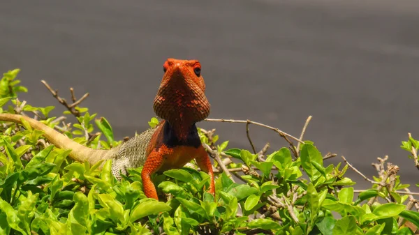 Eye level view of a red orange black chameleon perched on a granite rock. These species come in a range of colors, and many species have the ability to change color.