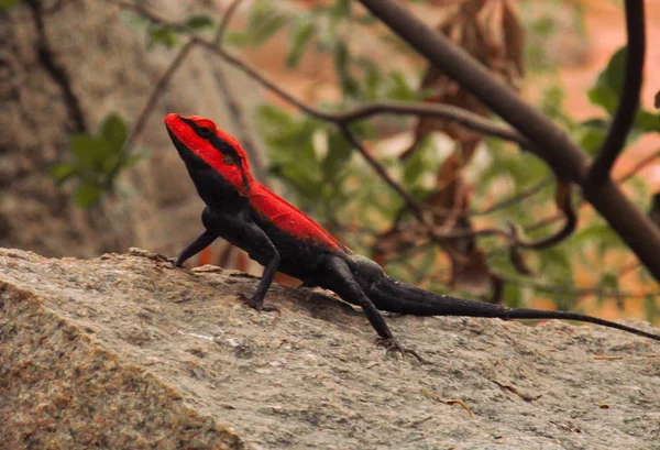 Eye level view of a red orange black chameleon perched on a granite rock. These species come in a range of colors, and many species have the ability to change color.