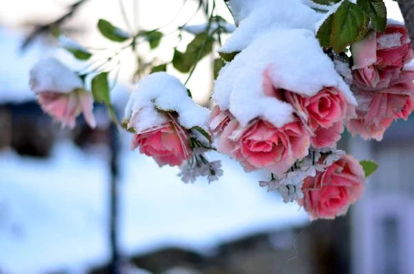 Bouquet Roses Plastique Recouvert Neige Après Des Chutes Neige Fraîches — Photo