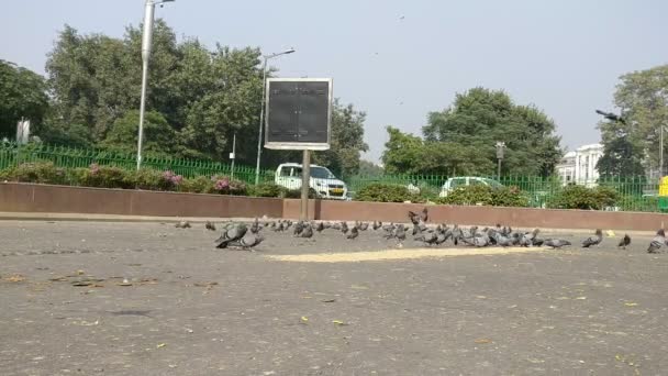 Pigeons Crows Eat Grains Footpath Connaught Place Central Delhi Depicted — Stock Video