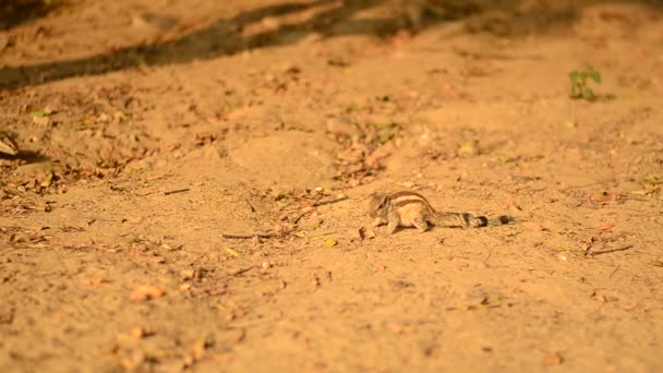 Chipmunks Σκίουροι Παίζουν Γύρω Από Φυστίκια Ένα Πάρκο Στο Δελχί — Αρχείο Βίντεο