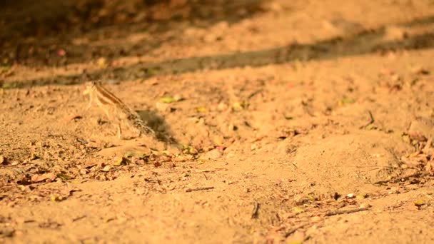 Tamias Écureuils Cueillent Enfuient Avec Des Cacahuètes Dans Parc Delhi — Video