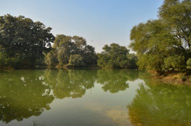 reflection of trees on lake