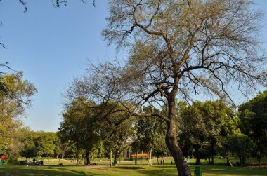 Parkın güzel manzarası