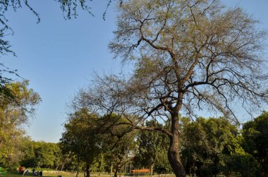 Parktaki yeşil ağaçlar