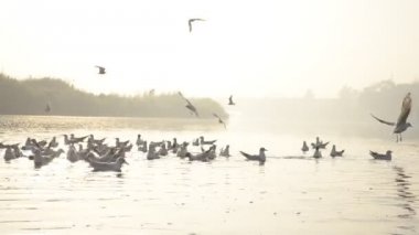 Yamuna nehrinde toplanan göçmen kuşların su seviyesi silhoutte Delhi'de hareket eden bir kürek tekne gündoğumu sırasında alınan martılar, Hindistan