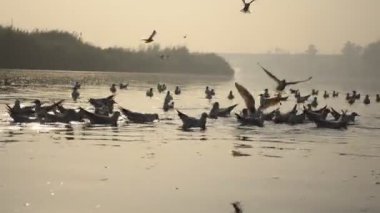 Yamuna nehrinde toplanan göçmen kuşların su seviyesi silhoutte Delhi'de hareket eden bir kürek tekne gündoğumu sırasında alınan martılar, Hindistan