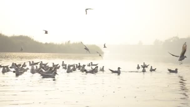 Sylwetki Poziomie Wodnym Ptaków Wędrownych Mewy Zbierające Się Rzece Yamuna — Wideo stockowe