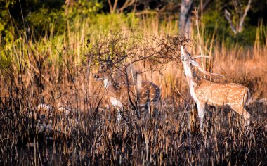 Uttrakhand, Hindistan'da Jim Corbett kaplan rezerv milli parkta arka planda başka bir geyik ile çim üzerinde otlayan bir benekli alageyik