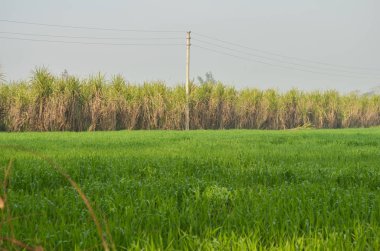 electricity pole standing in a sugarcane field and farm in Indian village