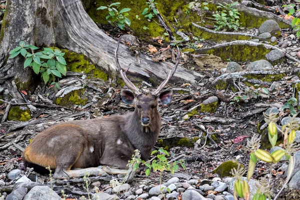 Sambar de couleur noire (Rusa unicolor) cerf assis sur un fond d'arbre sombre dans le parc national Jim Corbett Tiger Reserve dans l'Uttarakhand, Inde — Photo