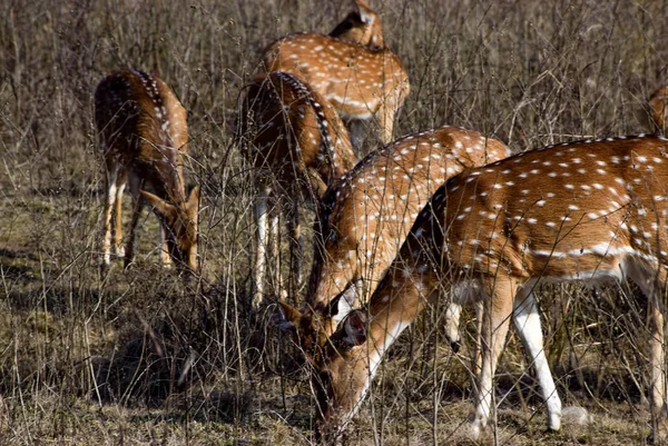 Close up of a group of spotted fallow deers grazing on grass in Jim Corbett tiger reserve national park in Uttrakhand, India