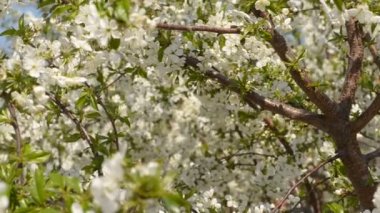 Avrupa kırsalında ilkbahar, yaz sezonunda çiçek açan badem ağaçlarının yapraklarının yakın 