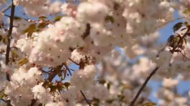 Bahar sezonunda rüzgarla hareket eden bir ağaç üzerinde Blooming açık pembe sakura kiraz çiçeği çiçekleri yakın, Güney Kore, Tokyo, Japonya, Fransa, Avrupa, Abd