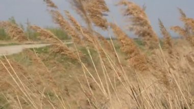 Güneşli yaz gününde mavi gökyüzünün altındaki buğday tarlası. Rüzgarda sallanan altın buğday tarlası. Doğa manzarası. Huzurlu bir manzara. Buğday Kulakları yakın çekim. Hasat ve hasat konsepti. Arpa bitkileri tarlada