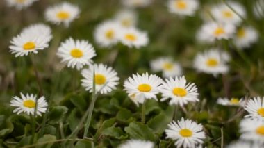 Papatya Papatya çiçeklerüst görünümü arka planda yumuşak odak ile kapatın. Bahar çayırında yeşil alanda çiçek açan papatya. Güzel ortak papatyalar ile Botanik video, el çekim, Avrupa