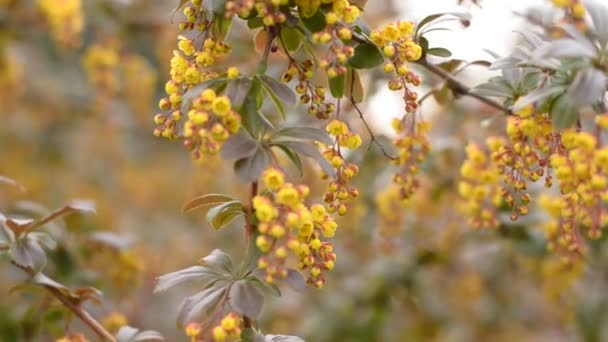 Flores Amarillas Florecen Primavera — Vídeo de stock