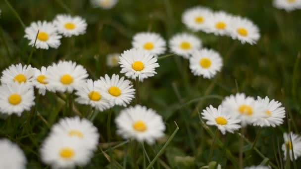 Vista Dall Alto Daisy Chamomile Fiori Vicino Con Soft Focus — Video Stock