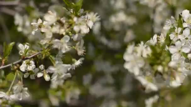Närbild Kronblad Blommande Mandelträd Blomma Våren Sommarsäsongen Den Europeiska Landsbygden — Stockvideo