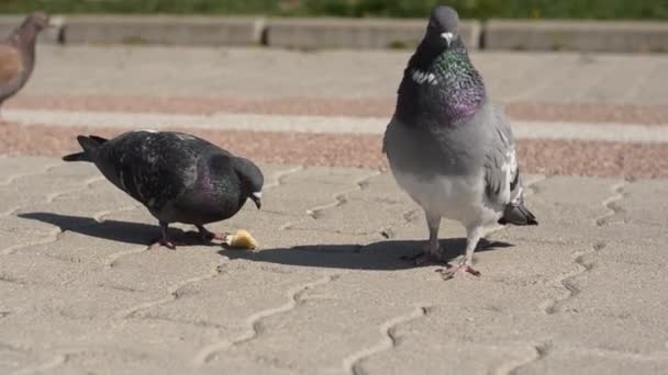 別の鳩が歩き回るヨーロッパの春の間に石畳の歩道で食べ物の穀物やビスケットをつつく勇敢な鳩のクローズアップ — ストック動画