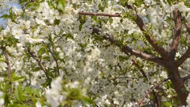 Gros plan des pétales d'amandiers en fleurs, floraison au printemps, saison estivale dans la campagne européenne  