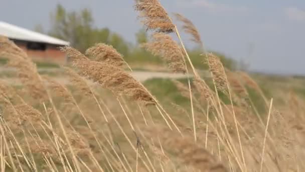 Wheat Field Blue Sky Sunny Summer Day Golden Wheat Field — Stock Video