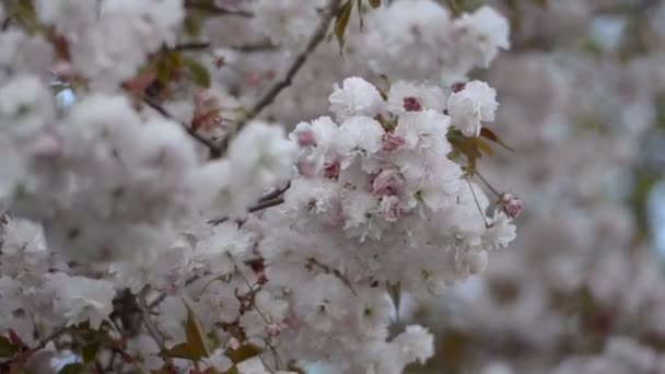 春の風と共に動く木に咲く淡いピンクの桜の花のクローズアップ フランス ヨーロッパ アメリカ — ストック動画