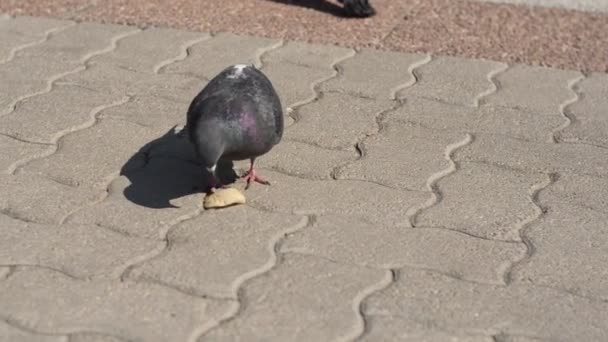 Primo Piano Coraggioso Piccione Che Becca Cereali Biscotti Sentiero Acciottolato — Video Stock