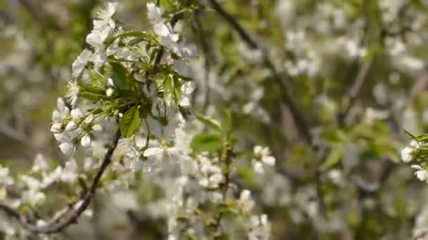 Avrupa Kırsalında Ilkbahar Yaz Sezonunda Çiçek Açan Badem Ağaçlarının Yapraklarının — Stok video