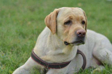 Sevimli masum ciddi görünümlü Labrador retriever köpek bir parkta oturan