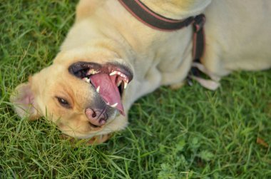 Komik altın Labrador retriever köpek gülme ve haddeleme ve dişlerini baring çim üzerinde oynuyor
