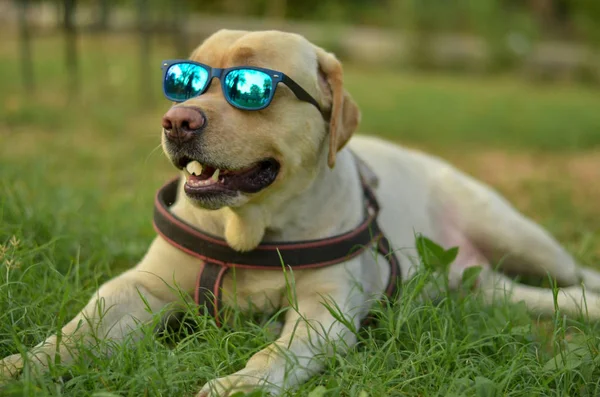 Komik gülen altın Labrador retriever köpek bir parkta gözlük ile poz