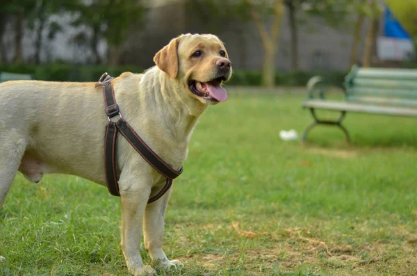 Portrait of a smart innocent golden Labrador retriever dog standing in a park with his tongue out & a bench in the background