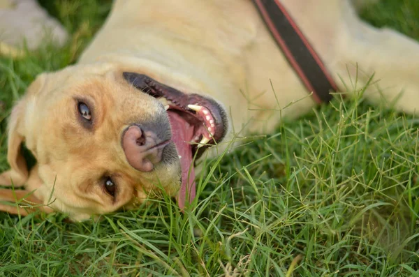 Funny golden Labrador retriever dog laughing and rolling and playing on the grass baring his teeth