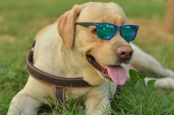 Funny laughing golden Labrador retriever dog with tongue out posing with goggles in a park