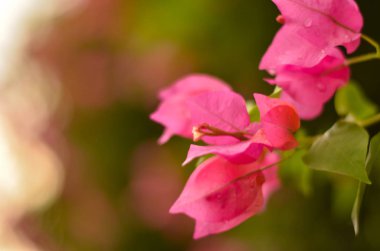 Hindistan'da bir bahçenin arka planında duran Pembe Bougainvillea çiçek yakın. 