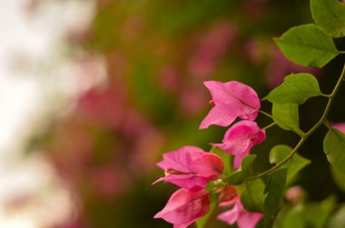 Pembe Bougainvillea çiçekler Hindistan'da bir bahçenin fon karşı ayakta. 