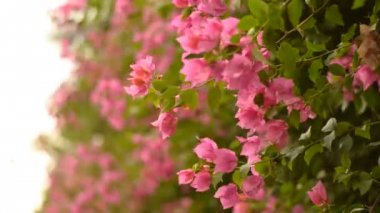Santorini, Yunanistan'da bahar yaz sezonunda bir çiçek çalı fonuna karşı rüzgar ile sallanan Pembe Bougainvillea çiçeklerel çekim. Turistler için Avrupa yaz
