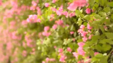 Hindistan'da ilkbahar yaz sezonunda bir çiçek çalı fonuna karşı rüzgar ile hareket Pembe Bougainvillea çiçek El çekim. 