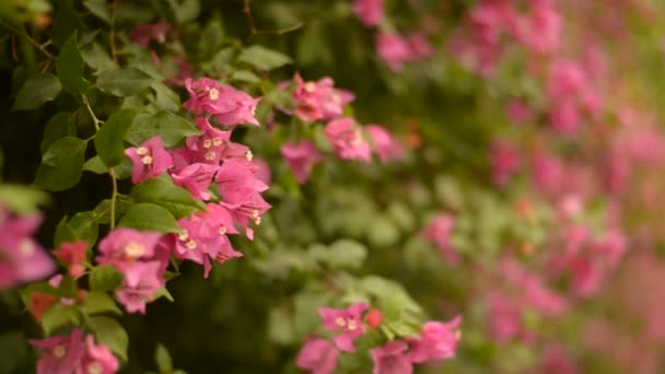 Handheld Close Shot Pink Bougainvillea Flowers Standing Out Backdrop Flower — Vídeo de Stock