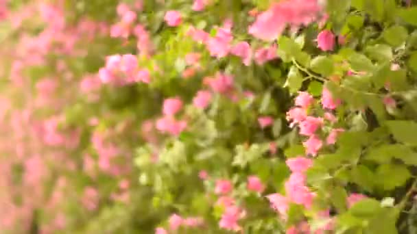 Foto Portátil Flores Bougainvillea Rosa Movendo Com Vento Contra Pano — Vídeo de Stock