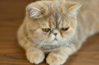 Exotic Short hair Cat lying 