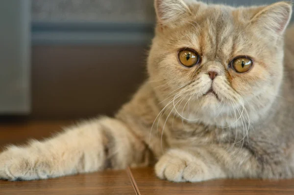 Cierre Del Gato Corto Exótico Con Ojos Amplios Sentado Una — Foto de Stock